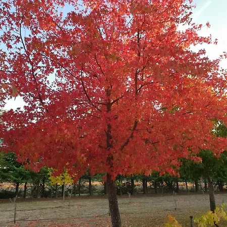 Casa Do Campo - Castelo Branco