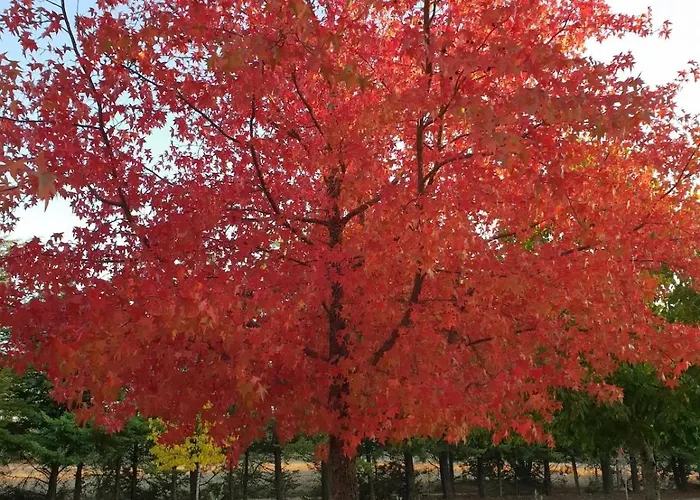 Casa Do Campo - Castelo Branco (Centro)